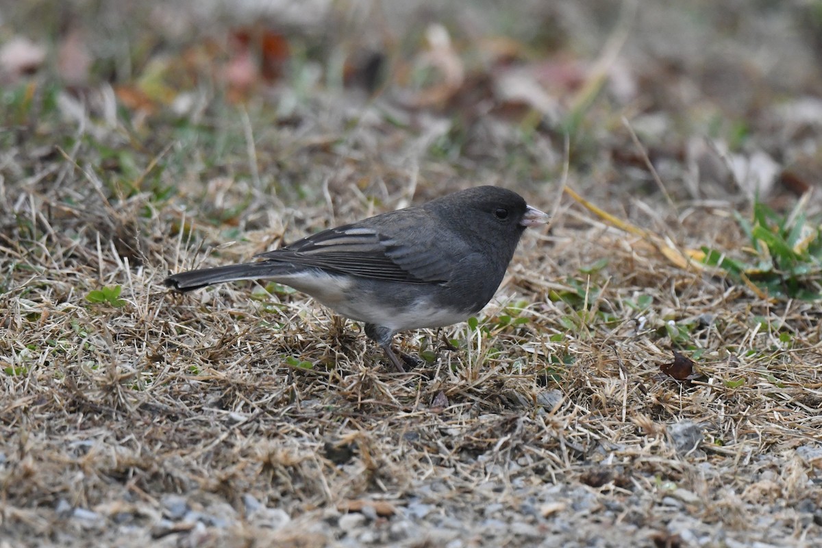Junco ardoisé - ML647621696