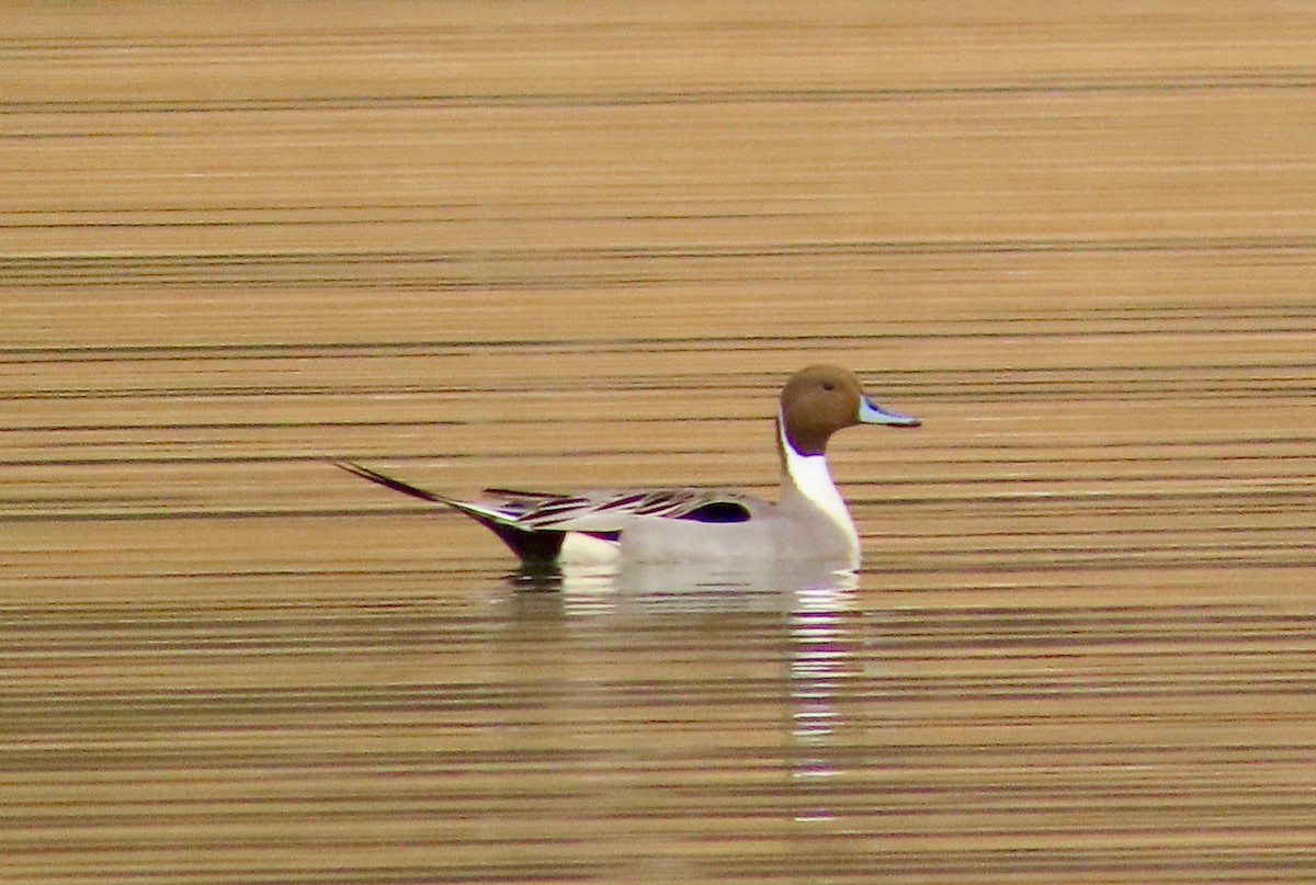 Canard pilet - ML647621697