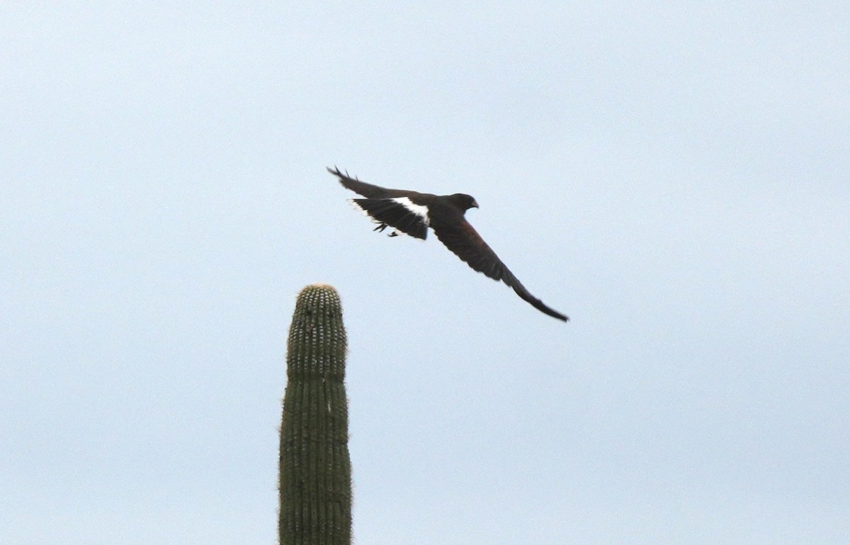 Buse de Harris - ML647621722