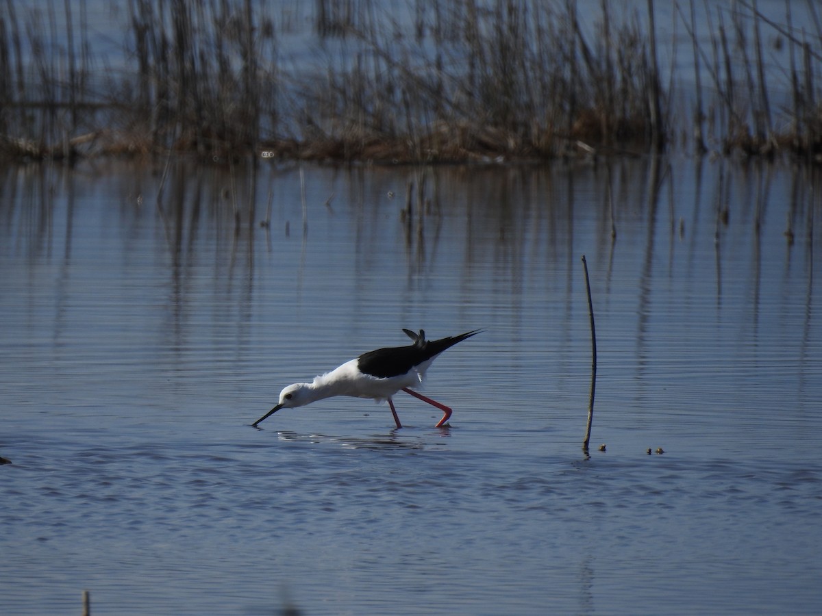 高蹺鴴 - ML647621746