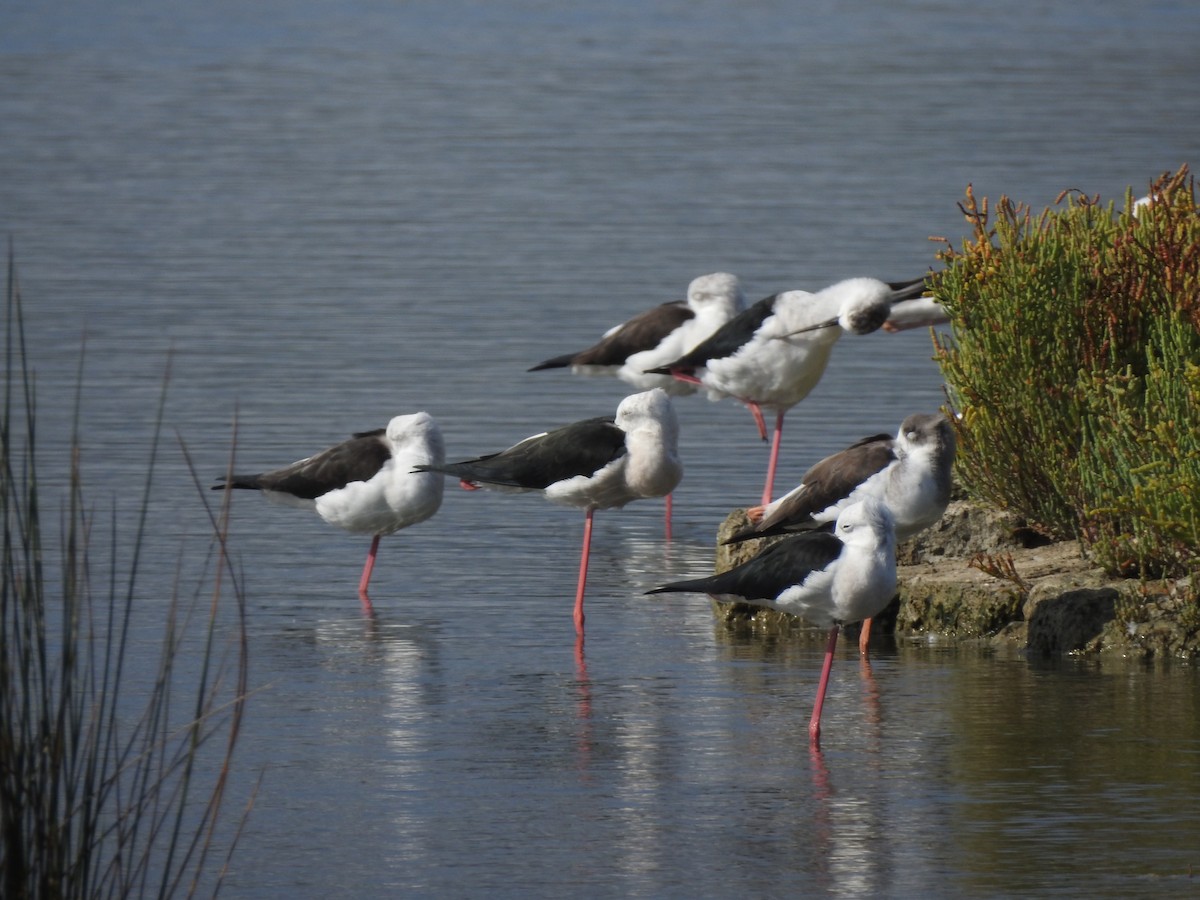 高蹺鴴 - ML647621747