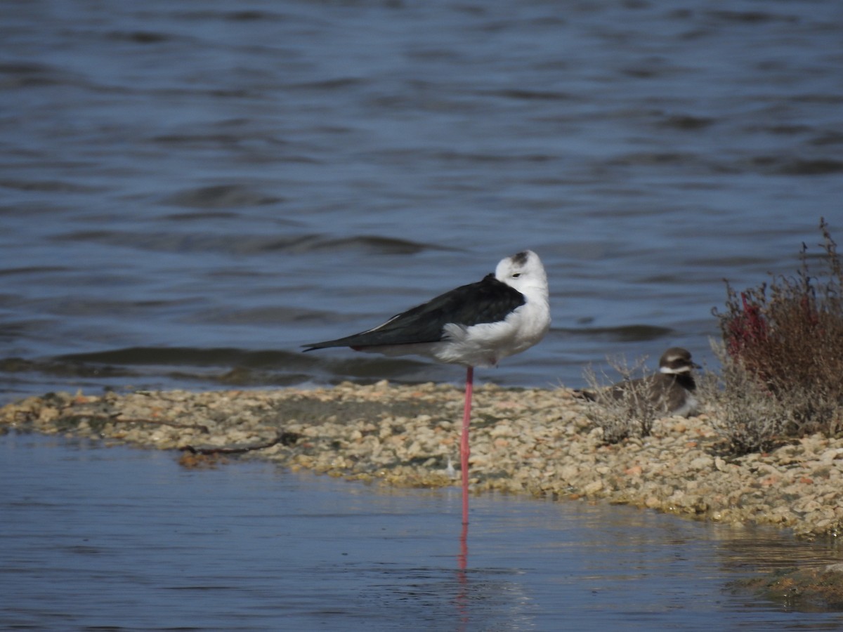 高蹺鴴 - ML647621748