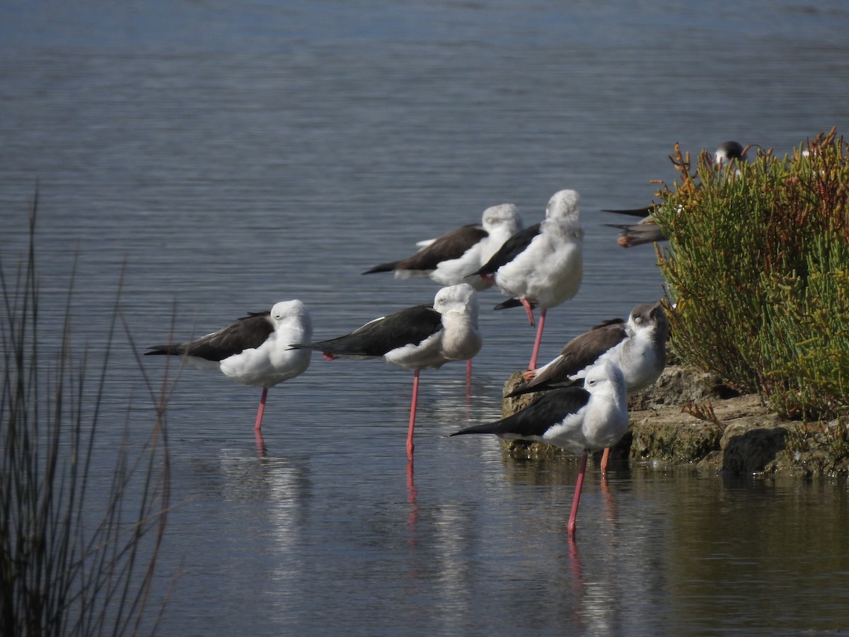 高蹺鴴 - ML647621749