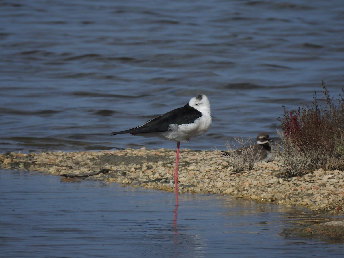 高蹺鴴 - ML647621751