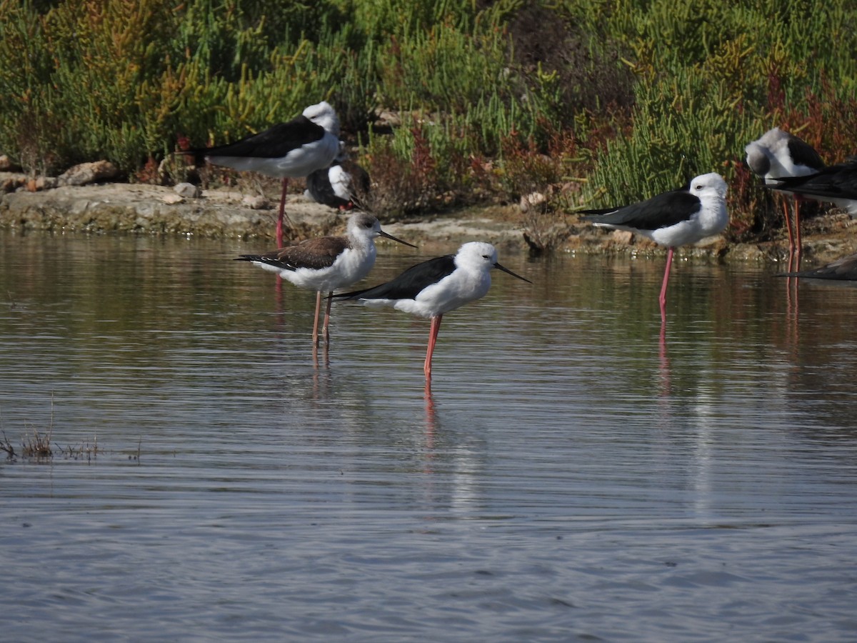 高蹺鴴 - ML647621752