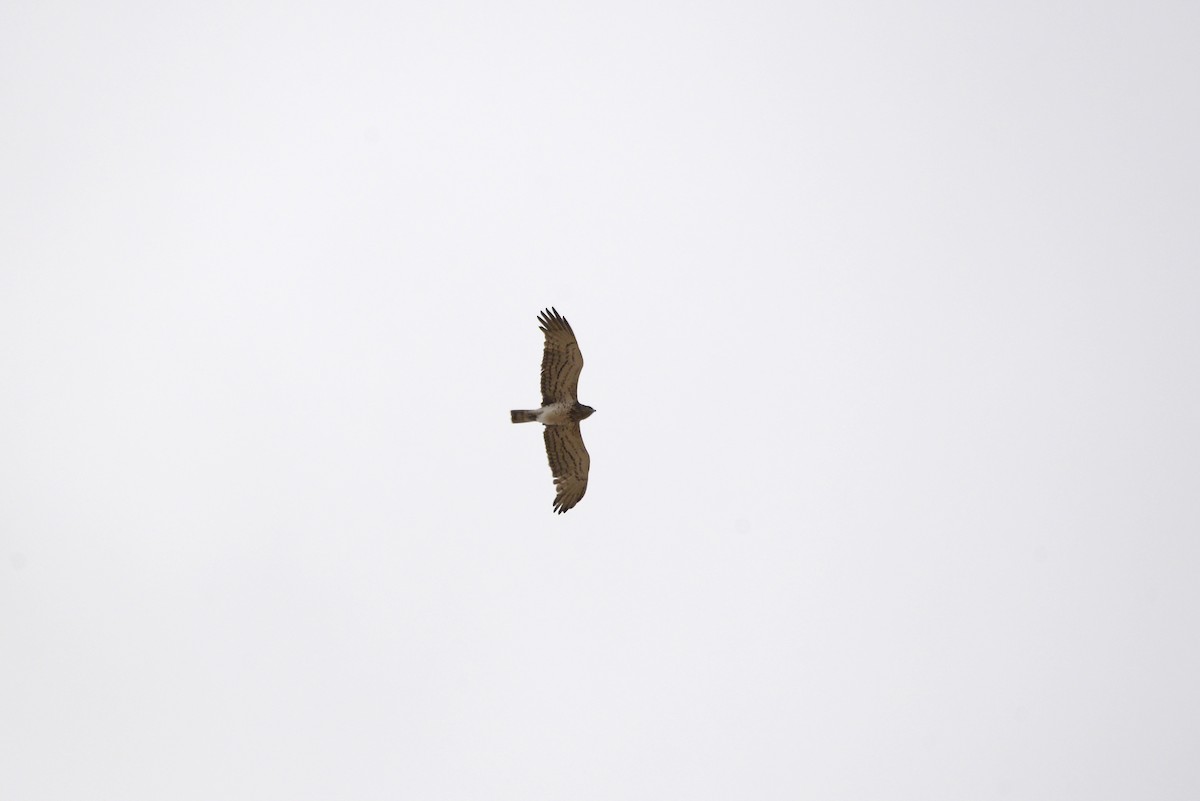 Short-toed Snake-Eagle - ML647621757