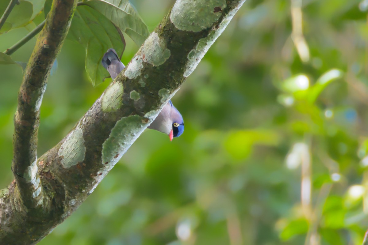 Velvet-fronted Nuthatch - ML647621760