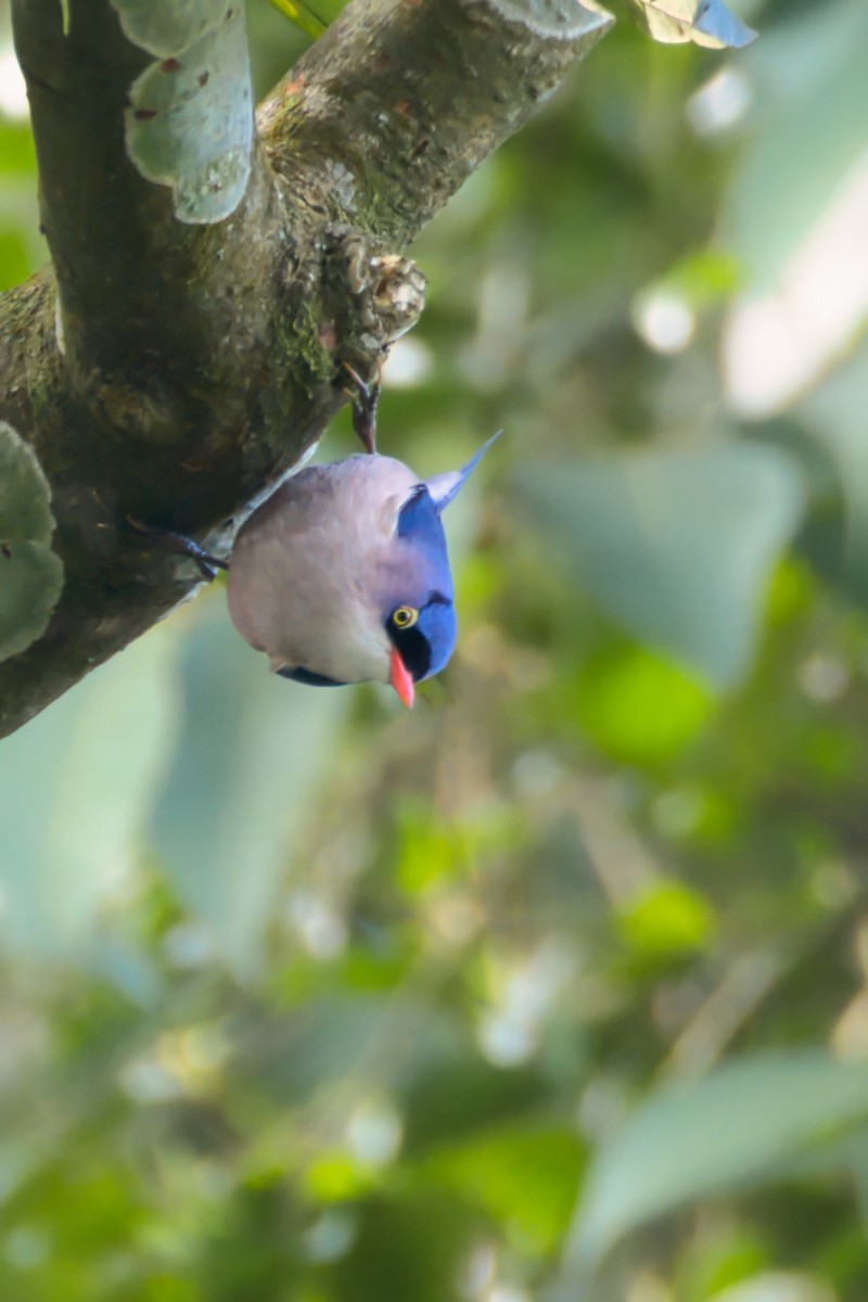 Velvet-fronted Nuthatch - ML647621762