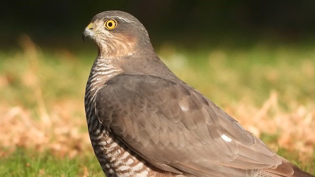 Atmaca - ML647621770