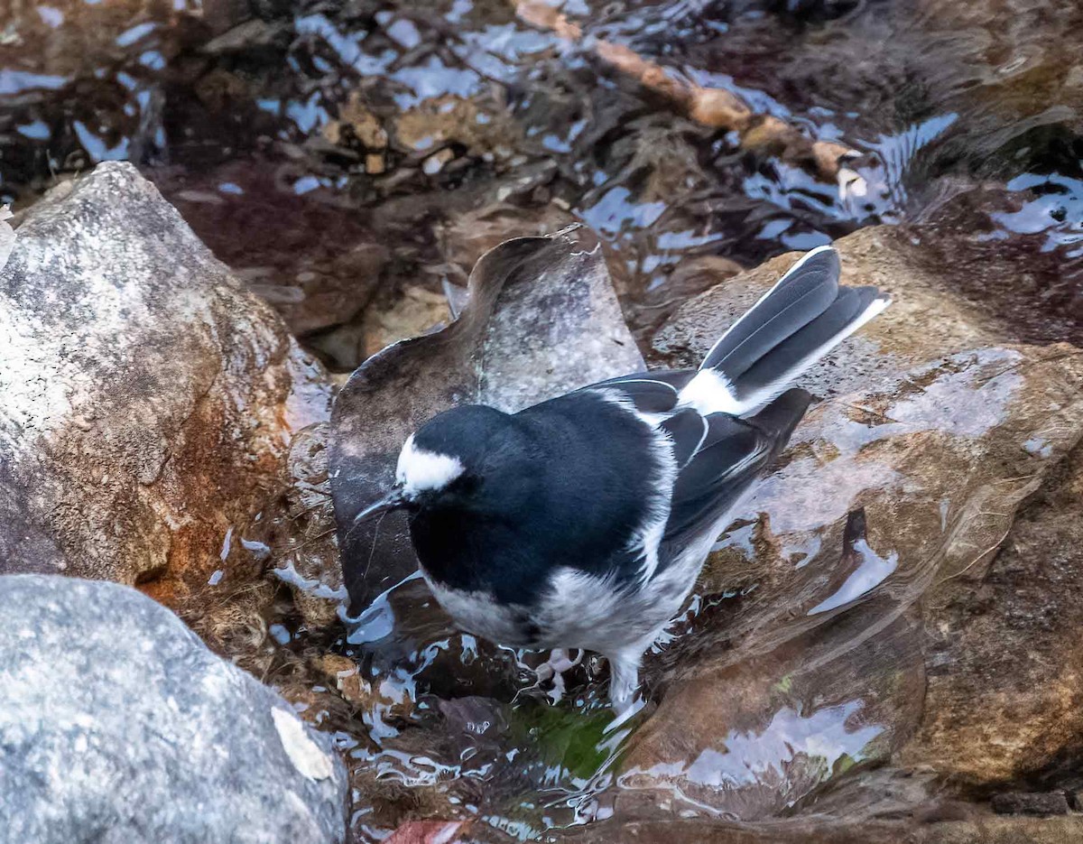 Little Forktail - ML647621800