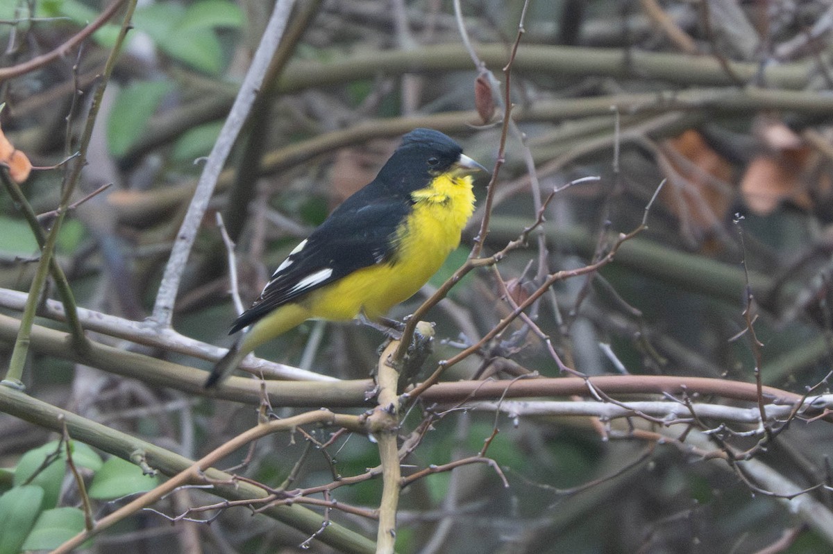 Lesser Goldfinch - ML647621834