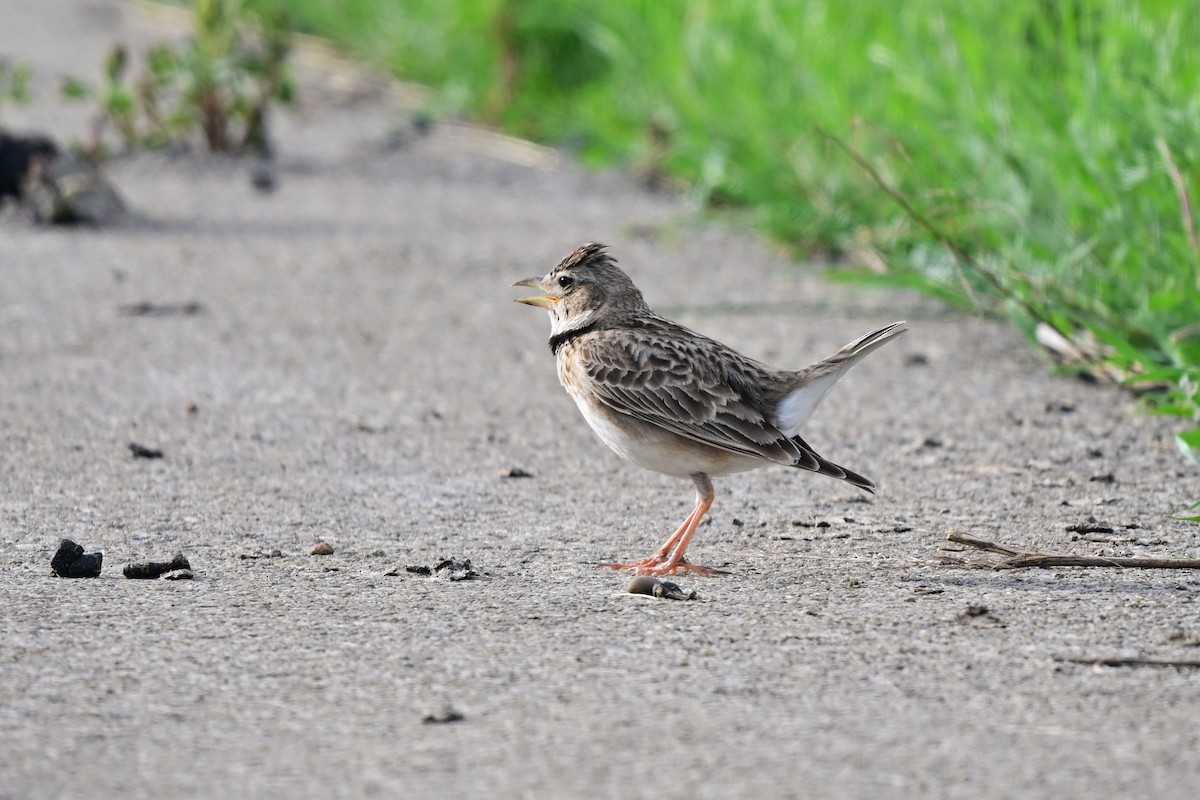 Alouette calandre - ML647621855