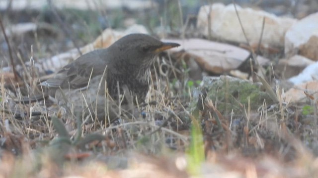 Kara Gerdanlı Ardıç - ML647621890