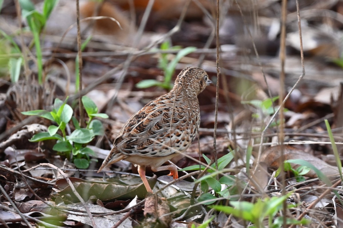 Laufhühnchen - ML647621895