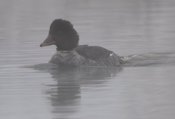 Murgilari islandiarra - ML647621929