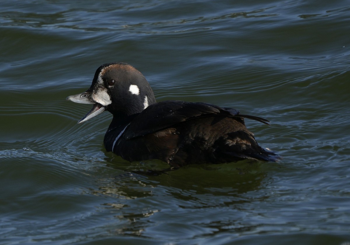 Palyaço Ördeği - ML647621942