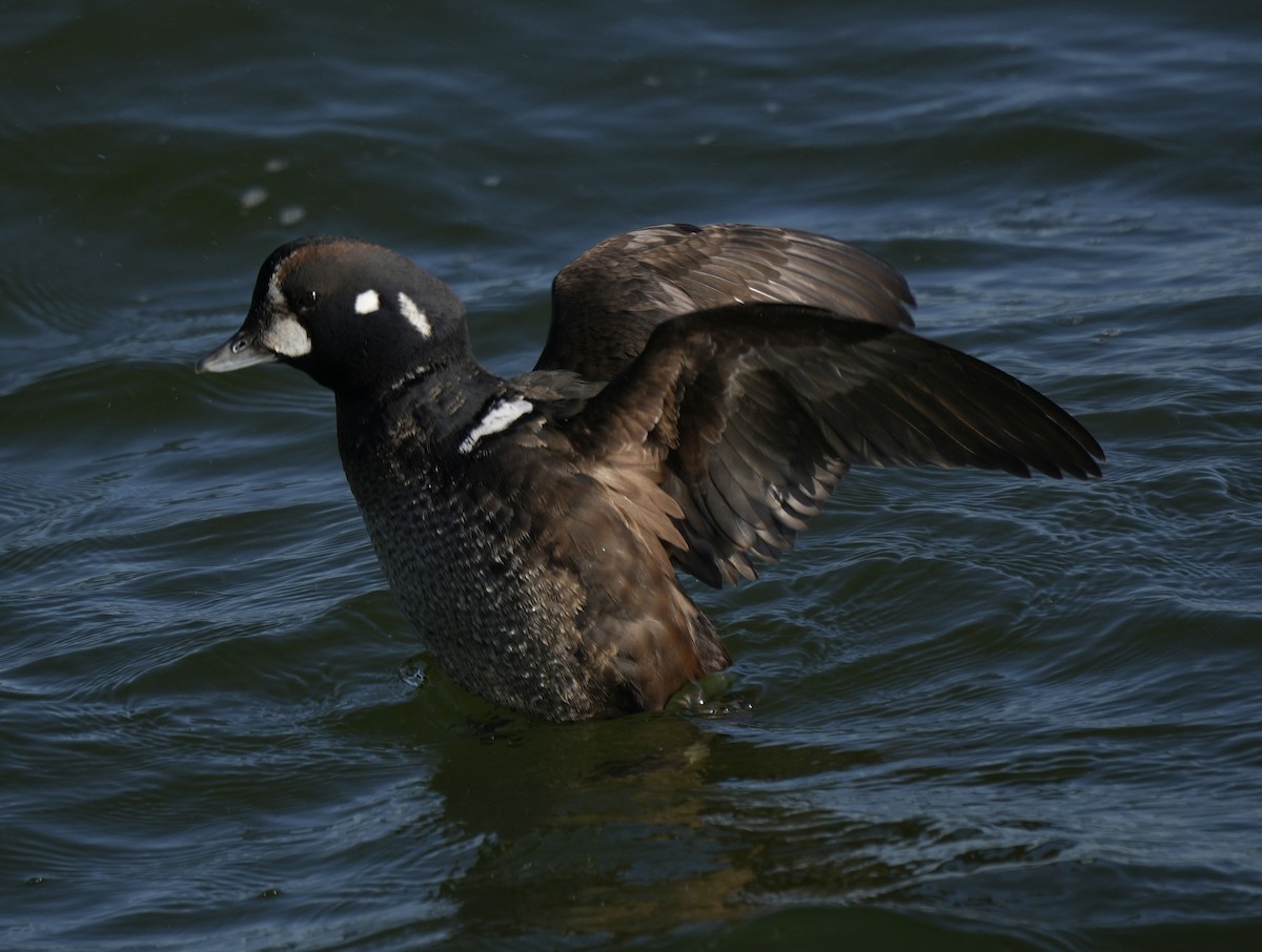 Palyaço Ördeği - ML647621943