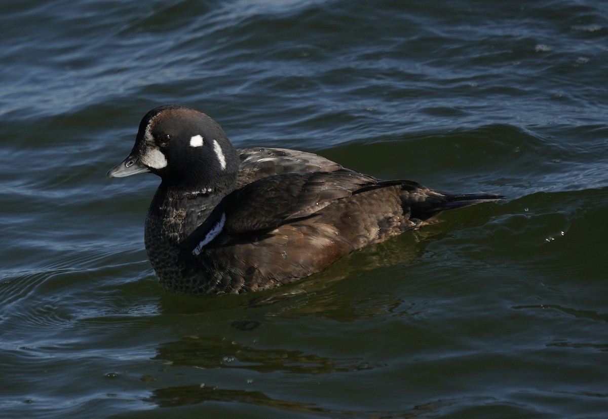 Palyaço Ördeği - ML647621944