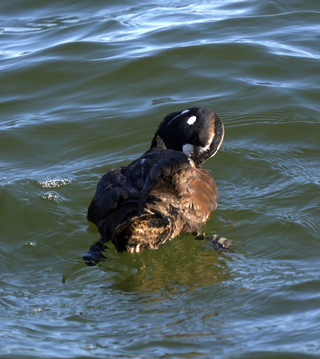 Palyaço Ördeği - ML647621945