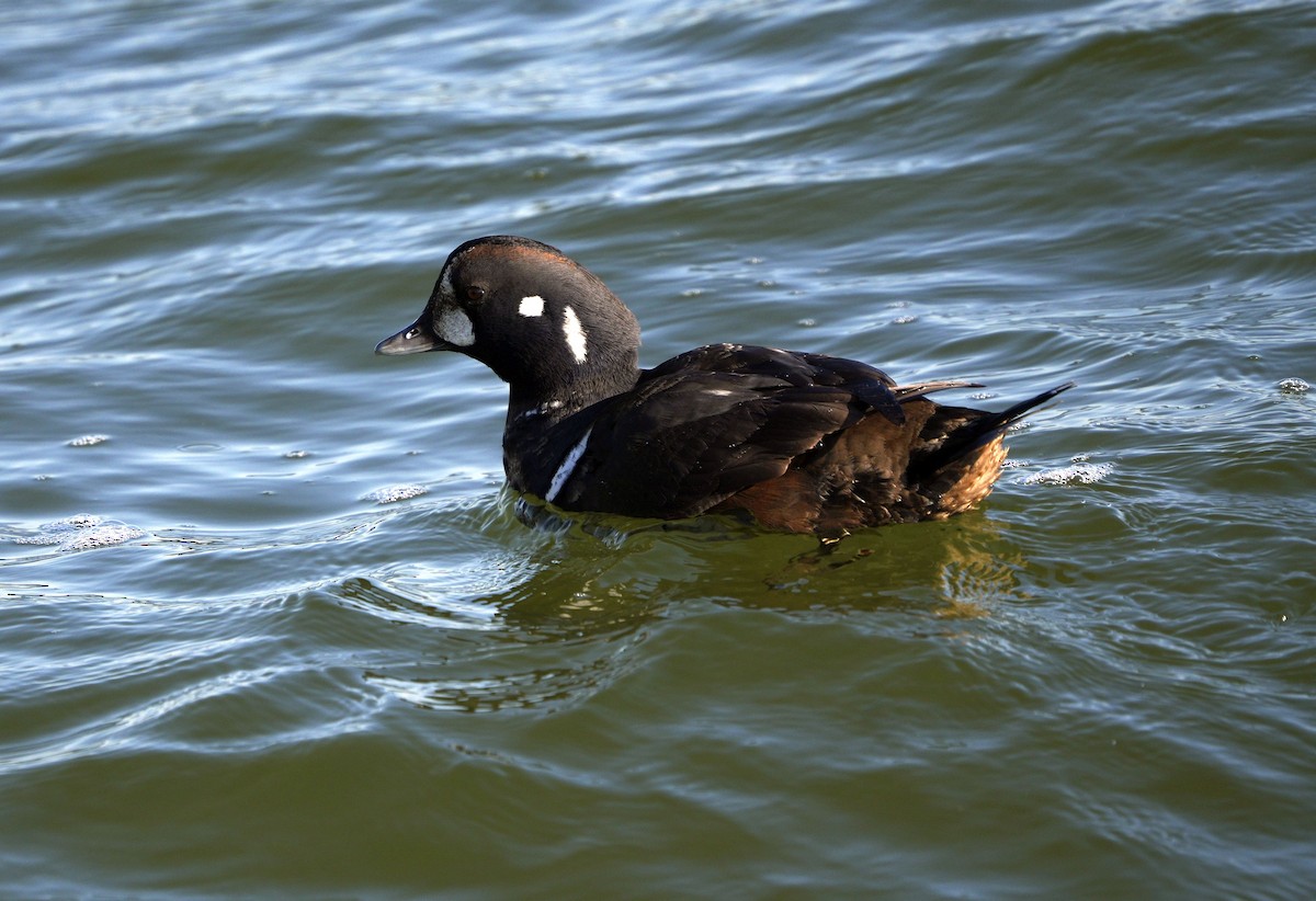 Palyaço Ördeği - ML647621946