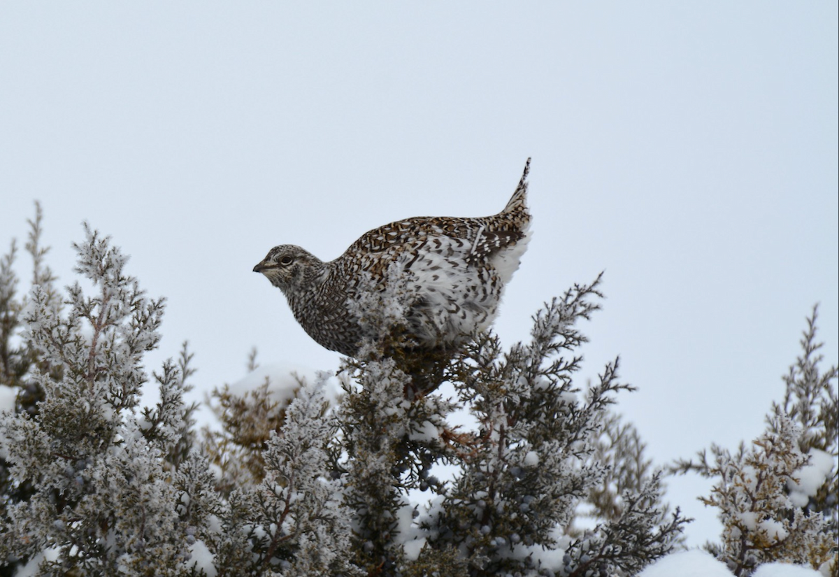 Sharp-tailed Grouse - ML647621959