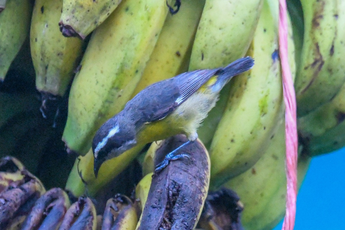 Sucrier à ventre jaune - ML647621976
