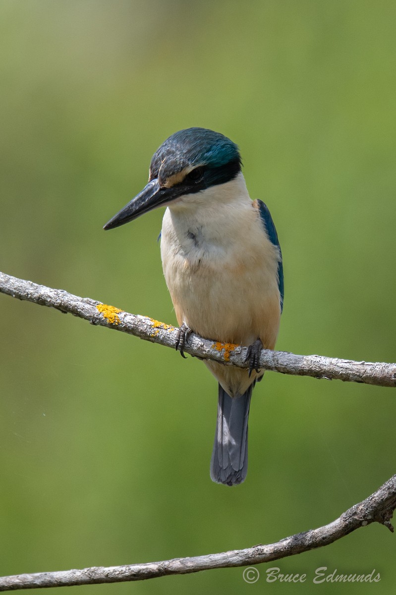 Sacred Kingfisher - ML647621994