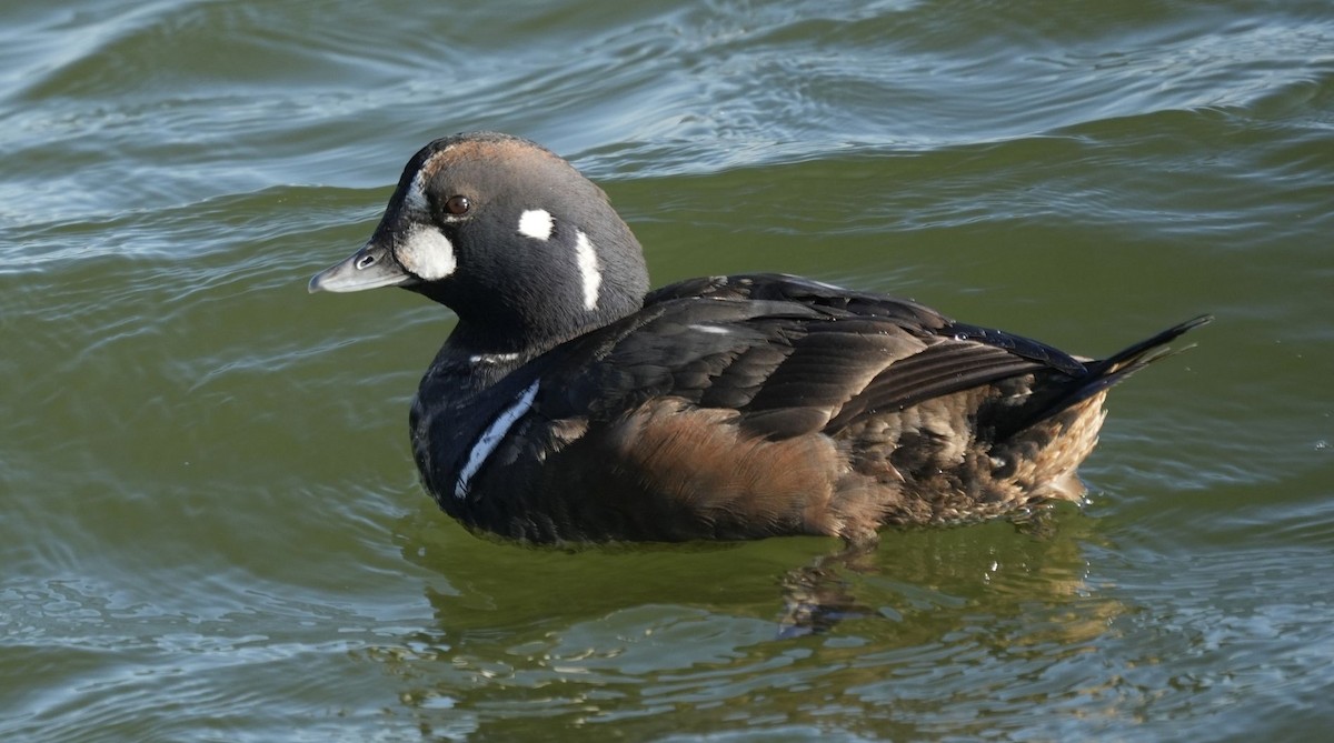 Palyaço Ördeği - ML647622007