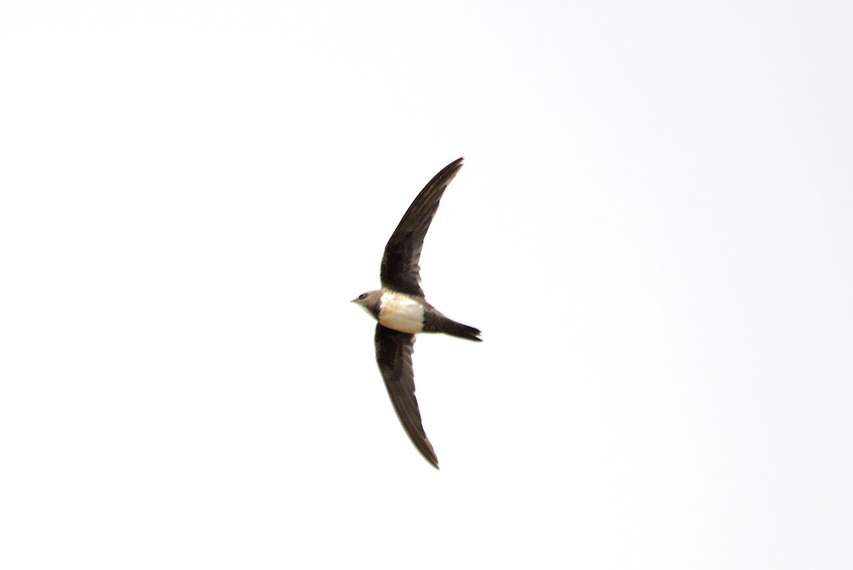 Malkar-sorbeltza - ML647622016