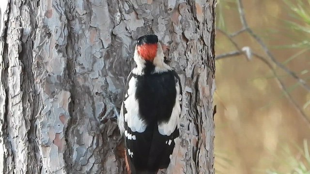 Alaca Ağaçkakan - ML647622129