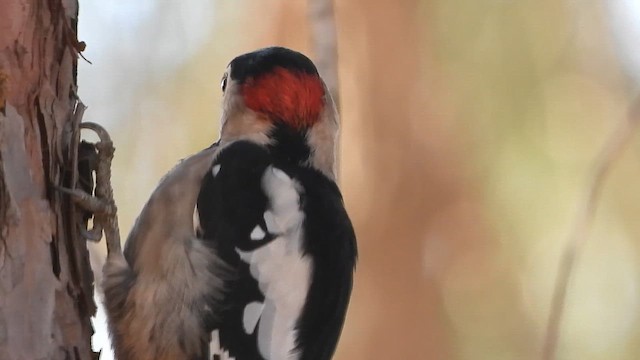 Alaca Ağaçkakan - ML647622130