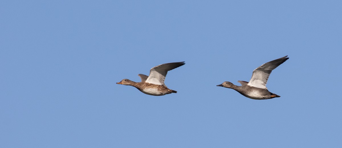 赤膀鴨 - ML647622163