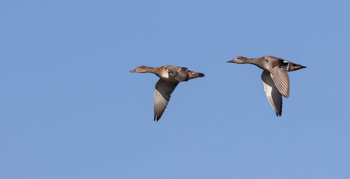 赤膀鴨 - ML647622170