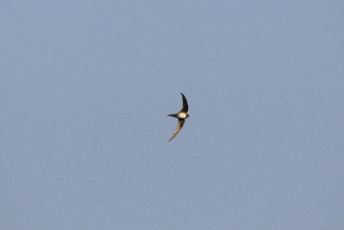 Malkar-sorbeltza - ML647622185