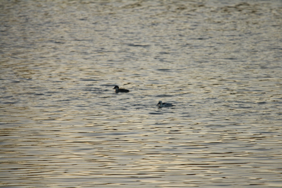 מרגון גמדי - ML647622192