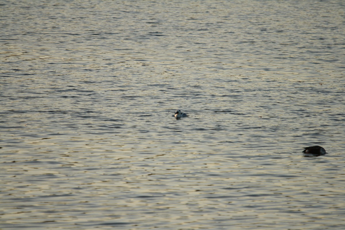 מרגון גמדי - ML647622193