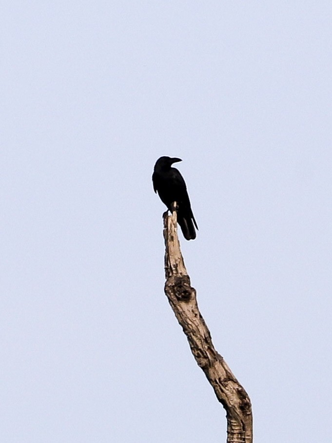 Large-billed Crow - ML647622198