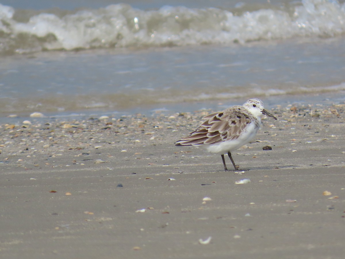 Sanderling - ML647622240