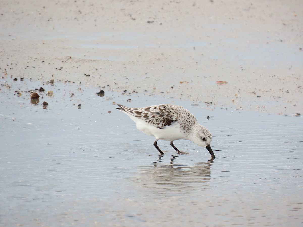Sanderling - ML647622241