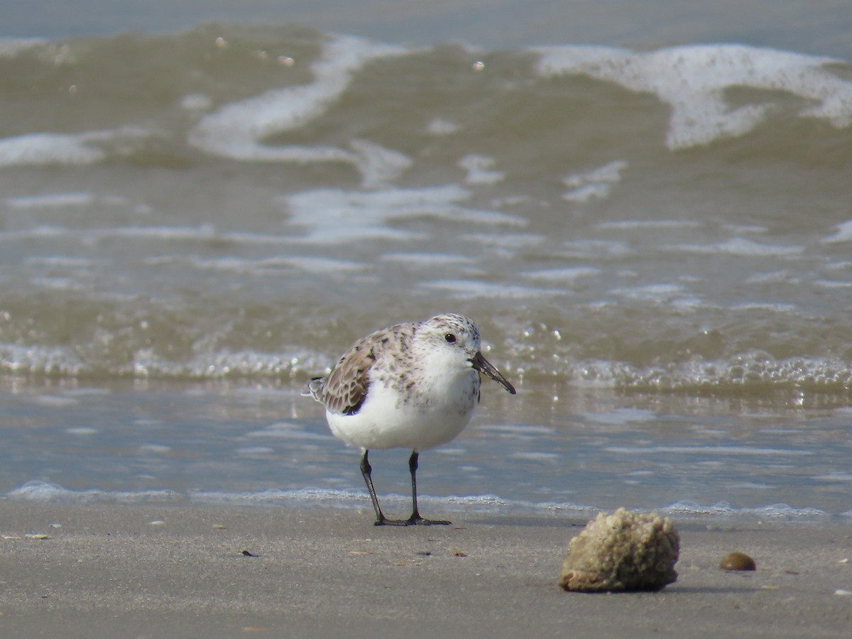 Sanderling - ML647622242