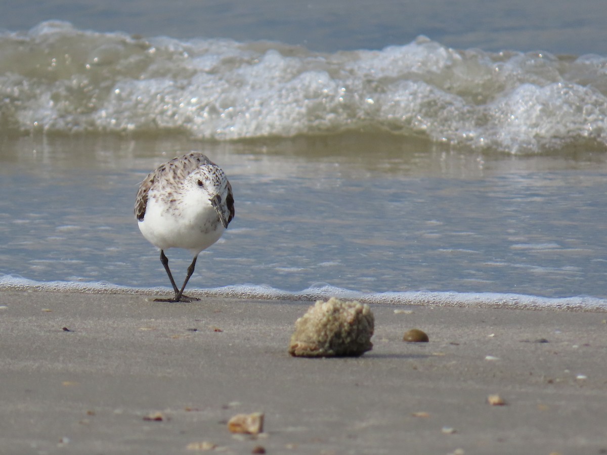 Sanderling - ML647622243