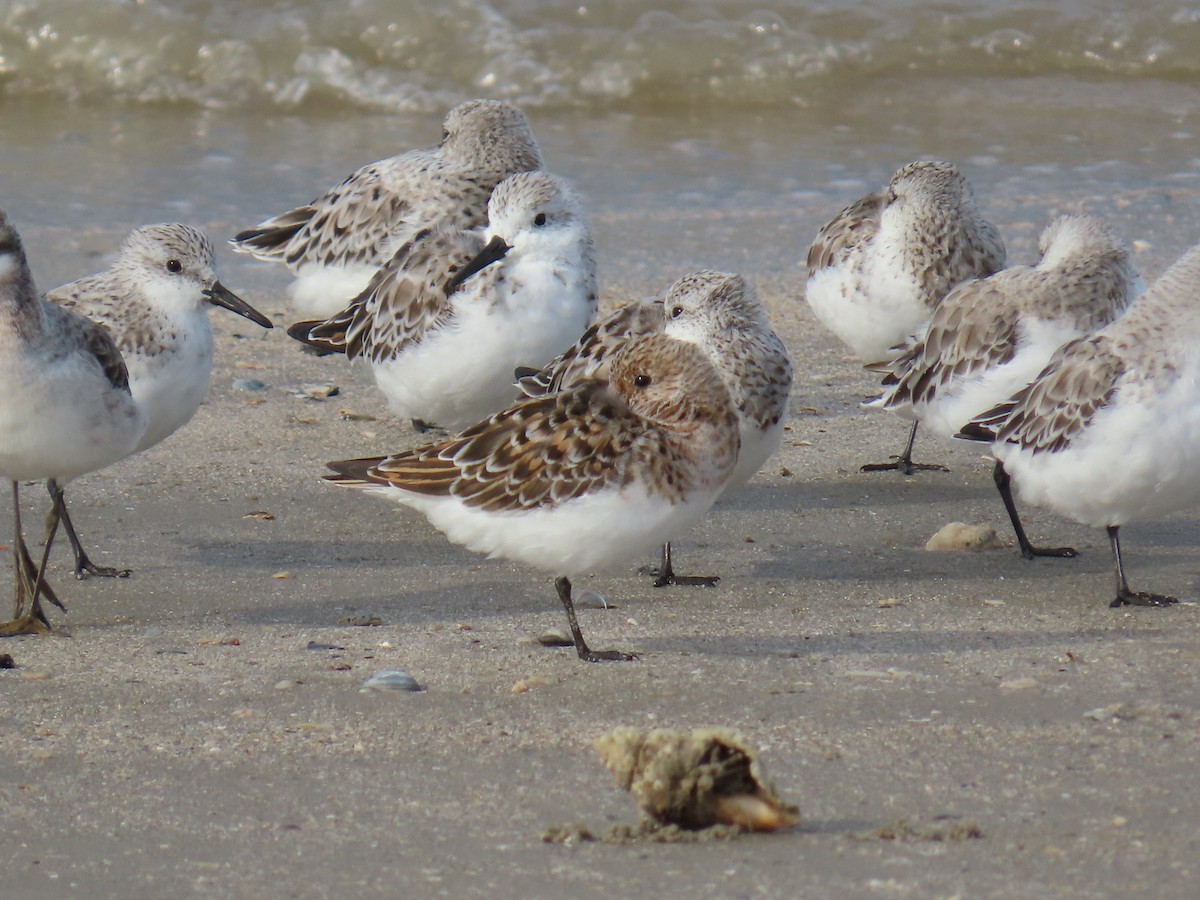 Sanderling - ML647622244