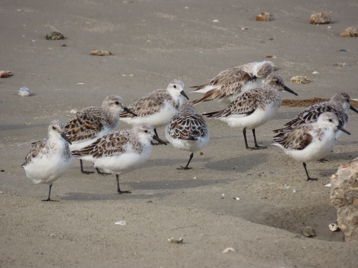 Sanderling - ML647622245