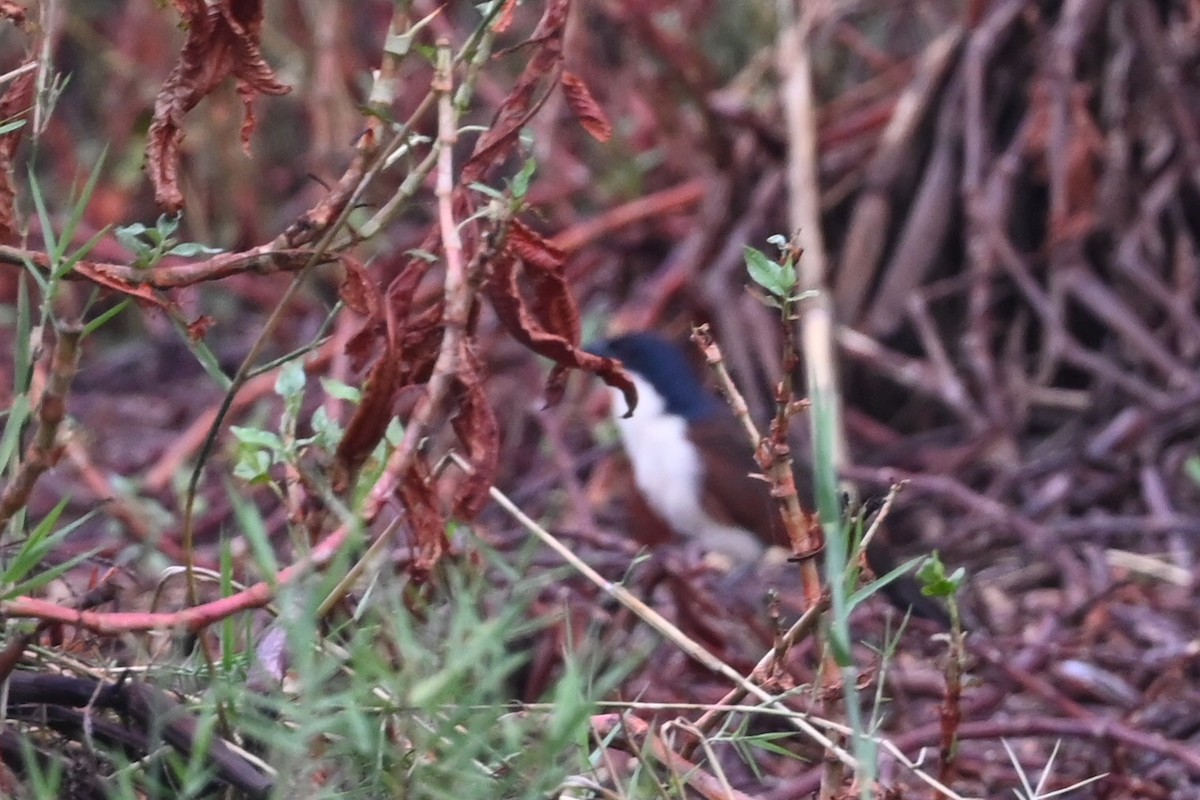 Coppery-tailed Coucal - ML647622255