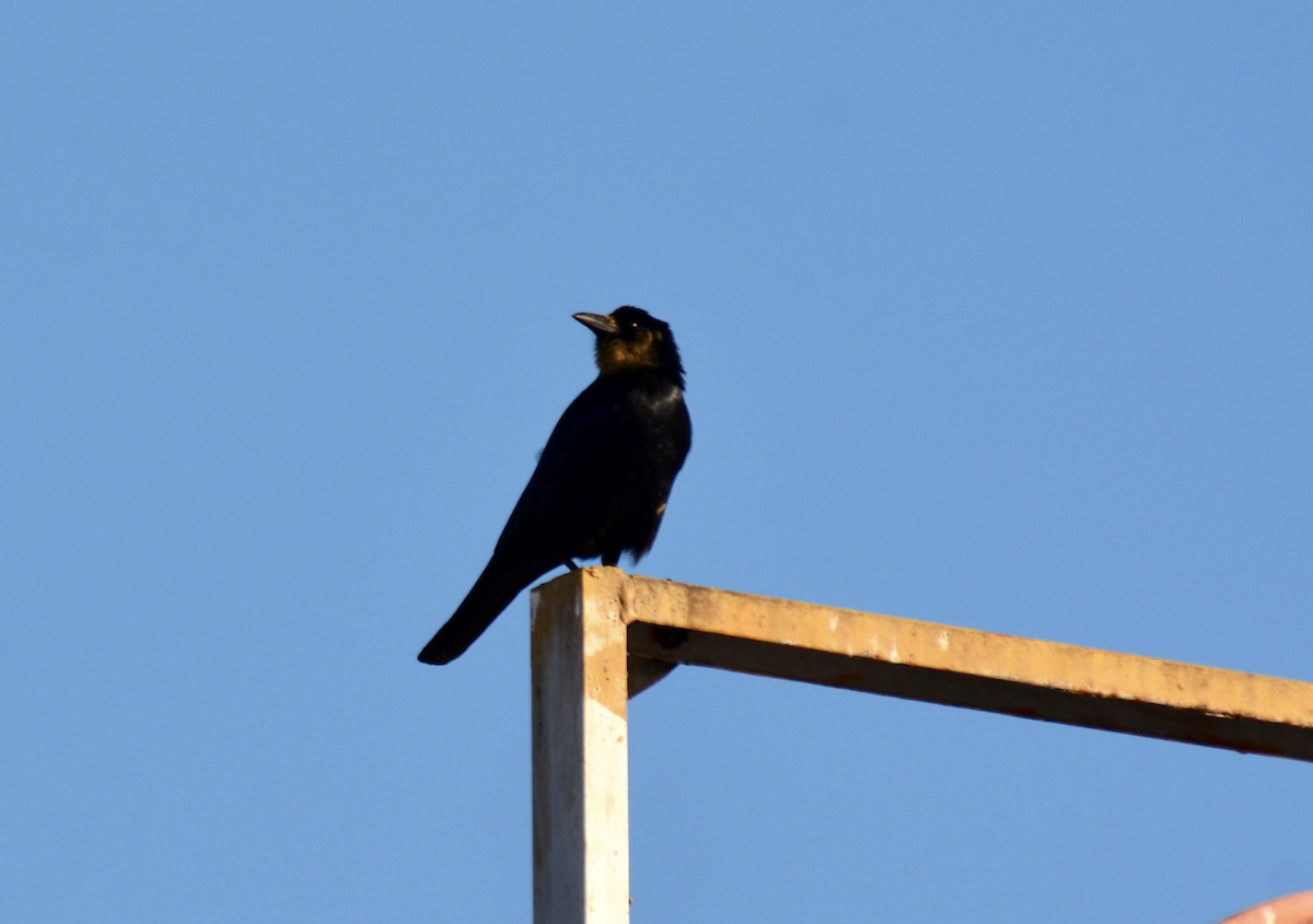 Sinaloa Crow - ML647622283