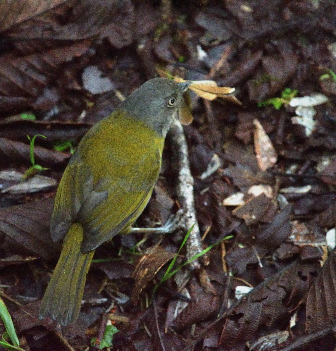 Common Chlorospingus - ML647622292