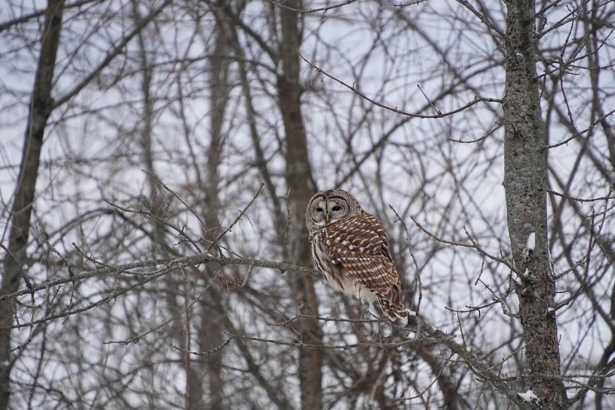 Barred Owl - ML647622303