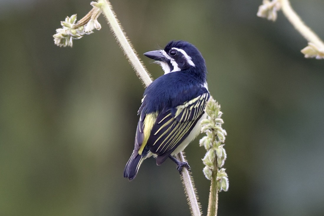 Yellow-rumped Tinkerbird - ML647622342