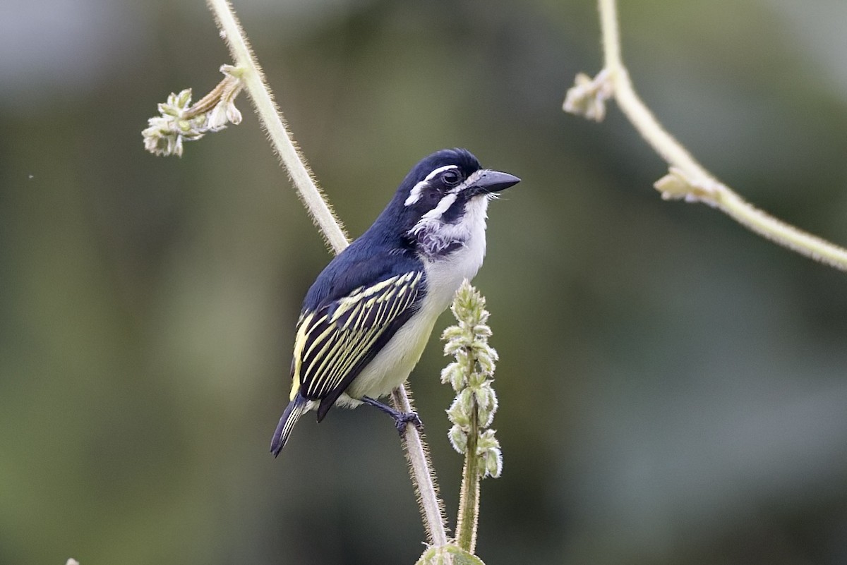 Yellow-rumped Tinkerbird - ML647622343