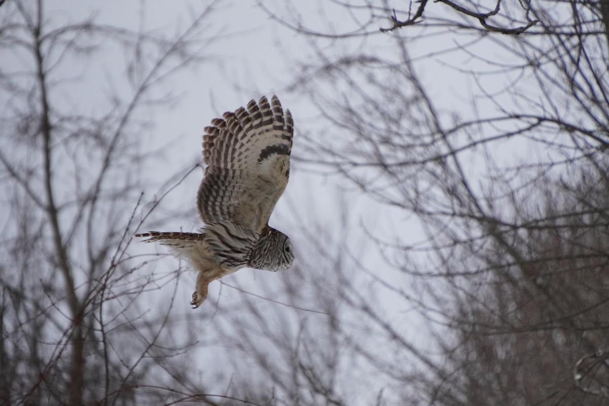 Barred Owl - ML647622357